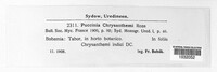 Puccinia chrysanthemi image